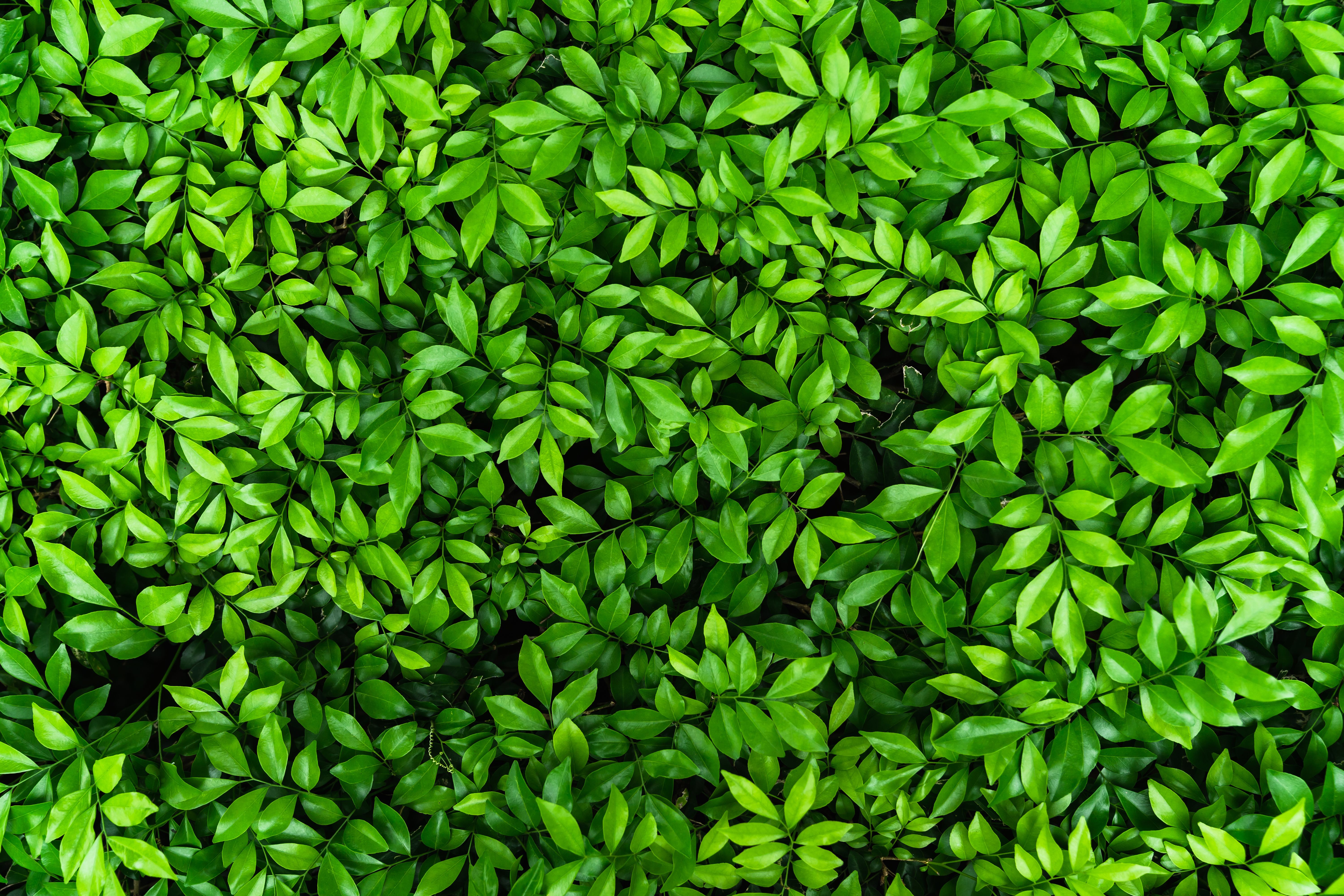 Top View Natural Green Leaf Nature Background